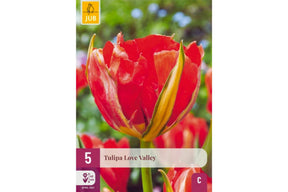 Fylt tulipan med rødoransje blomster i varme, intense nyanser