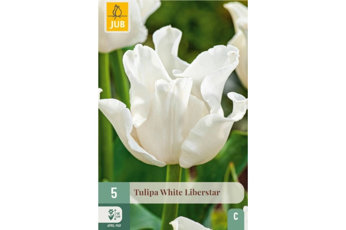 Eksklusive Tulipaner ‘White Liberstar’ – Kroneformet skjønnhet i strålende hvitt (5 blomsterløk)