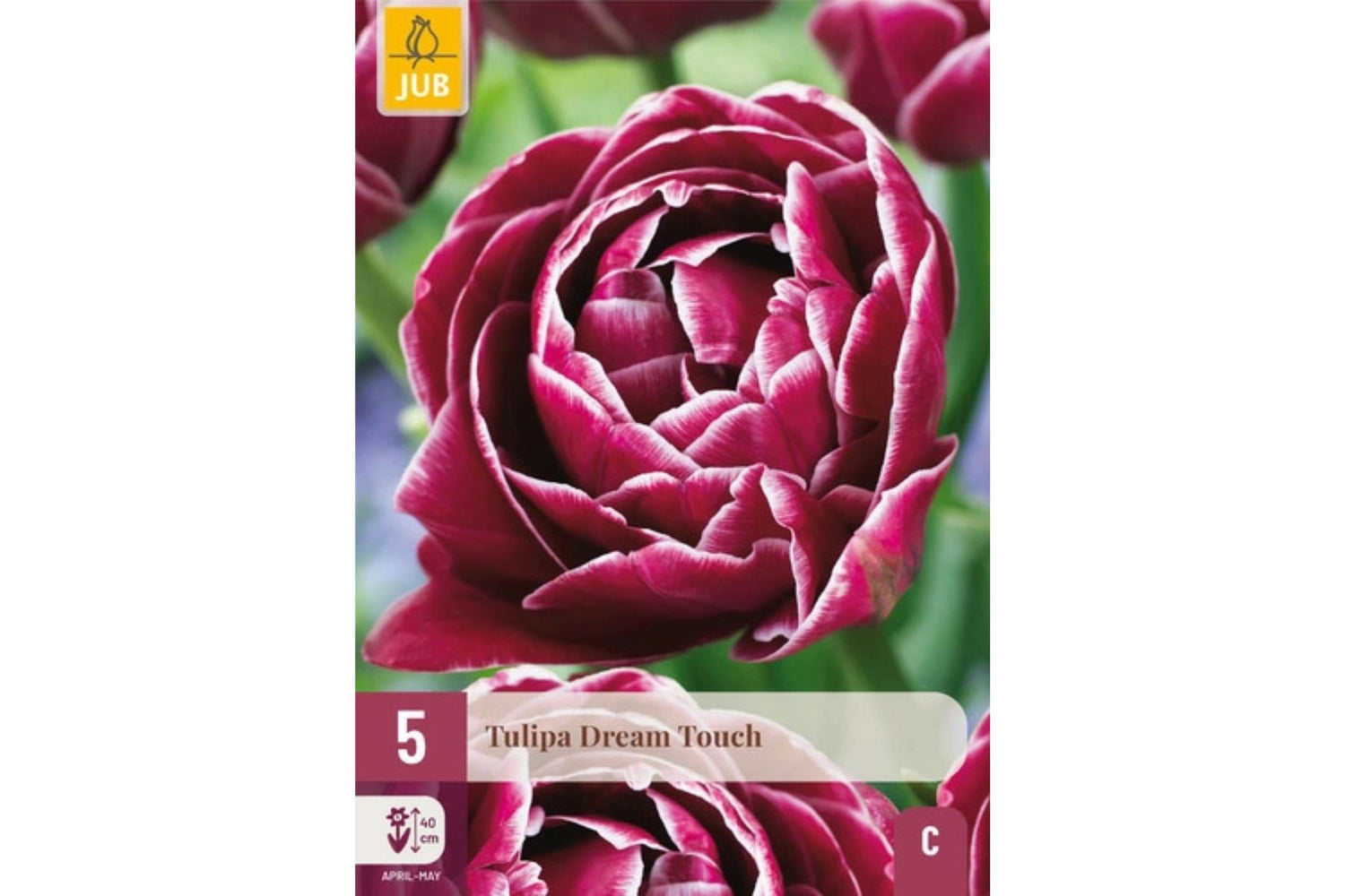 Eksklusiv tulipan ‘Dream Touch’ – Dobbel sen tulipan i rødlilla og hvitt (5 blomsterløk)