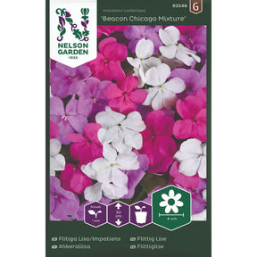 Flittig Lise i blandede farger i blomsterbed i skygge