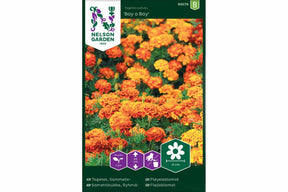 Fløyelblomst med store, varme oransje blomster på planten