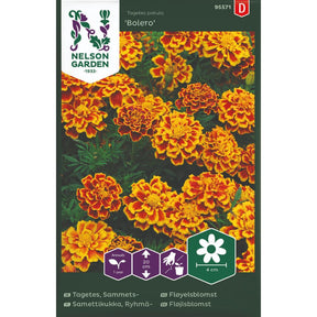 Fløyelsblomst Bolero med rustrøde blomster og guloransje kant i blomsterbed