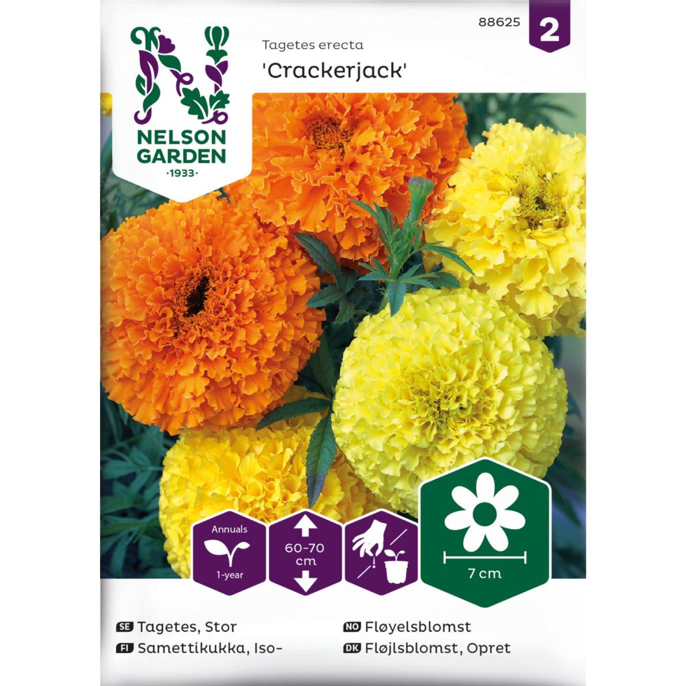 Fløyelsblomst ‘Crackerjack’ med store blomster