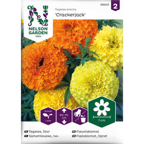 Fløyelsblomst ‘Crackerjack’ med store blomster