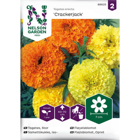 Fløyelsblomst ‘Crackerjack’ med store blomster