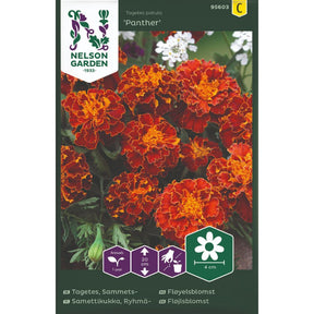 Fløyelsblomst Panther med brunrøde fyldige blomster i blomsterbed