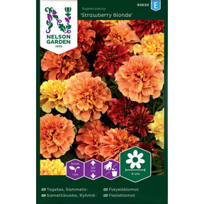 Fløyelsblomst Strawberry Blonde med rosa blomster i blomsterbed