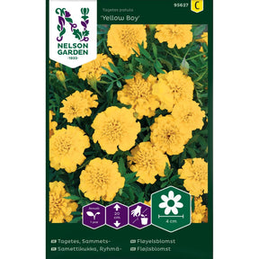 Fløyelsblomst Yellow Boy med gule fyldige blomster i blomsterbed