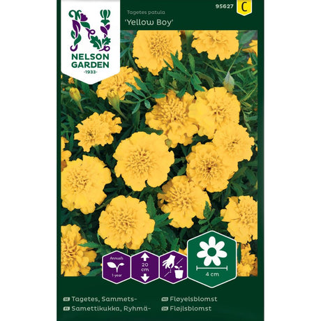 Fløyelsblomst Yellow Boy med gule fyldige blomster i blomsterbed