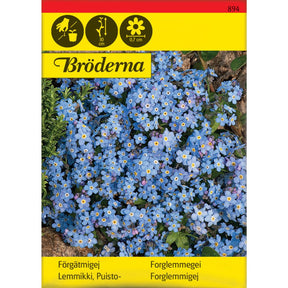 Forglemmegei med små blå blomster i blomsterbed