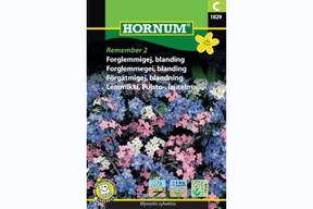 Forglemmegei i fargerik blanding med små blomster på planten