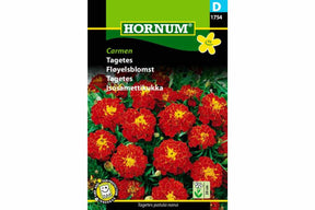 Oransje fløyelsblomst i full blomst plantet i hagejord.
