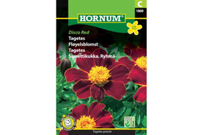Dyp rød fløyelsblomst i full blomst i hagebed.