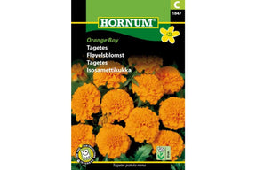 Fløyelsblomst med kraftige oransje blomster som blomstrer hele sommeren