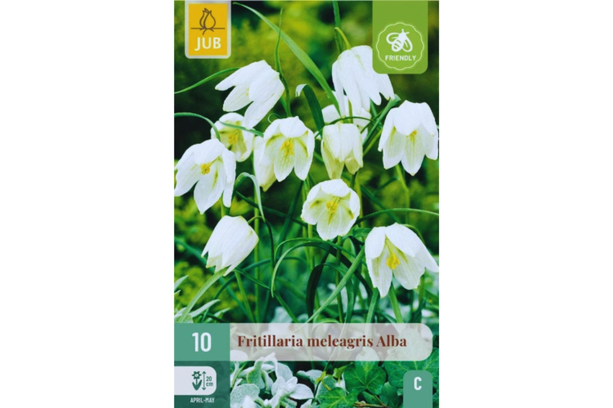 Fritillaria meleagris alba – Hvite ruteliljer med elegante vårklokker (10 blomsterløk)