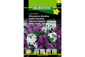 Duftende aftenstjerne med fiolette blomster samlet i blomsterklaser