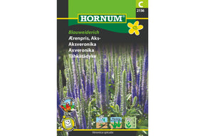 Aksveronika med blåfiolette blomsterspir i tett vekst