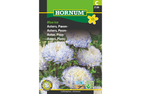Peonaster med store fylte blomster og blåtonede spisser