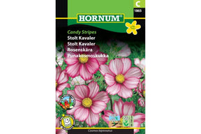 Rosa og hvite Cosmos 'Candy Stripes' med elegante, tofargede blomster.