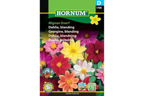 Lav dahlia med enkle fargerike blomster på kompakt plante
