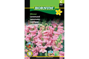 Løvemunn med opprette blomsterspir i sterke farger

