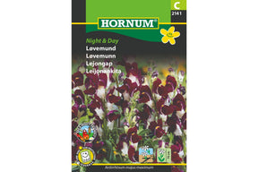 Løvemunn med mørke og lyse blomster i tydelig kontrast
