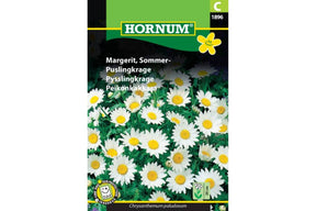 Hvite sommermargeritter med gule sentre i blomstrende bed
