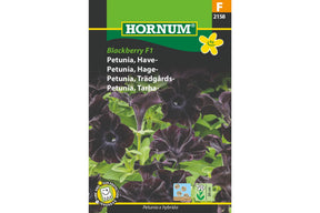 Mørklilla petunia med fløyelsmyke blomster i sommerkrukke
