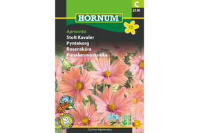 Aprikosfargede pyntekorgblomster som vaier lett i sommerbed
