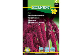 Frø til revehaleamarant med lange hengende røde blomster