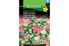 Pastellfarget ryllik med flate blomsterskjermer i hagebedet