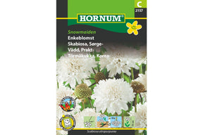 Elegante hvite skabiosablomster med fylt form i sommerbedet