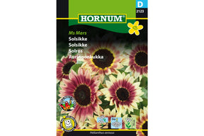 Dekorativ solsikke med dype rødbrune blomster og mørkt senter