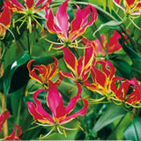 Eksotisk klatreplante Gloriosa ‘Rothschildiana’ i potte med dramatiske blomster.