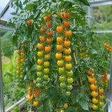 Honeycomb F1 tomatplante med søte gyllengule cherrytomater i lange klaser