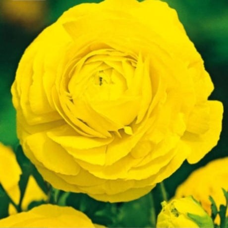 Gule ranunkler med fyldige, tettpakkede blomster i solgul farge.