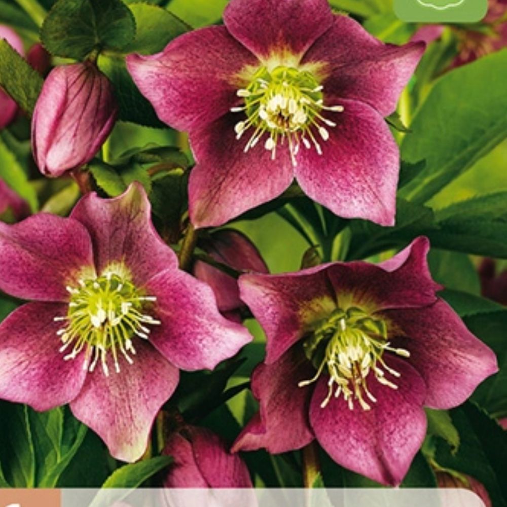Helleborus Montsegur gir liv til vinterhagen