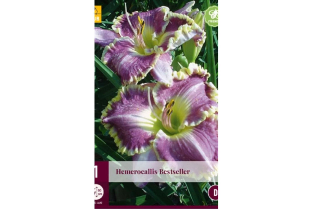 Daglilje (Hemerocallis) ‘Bestseller’ | 1 barrotsstaude