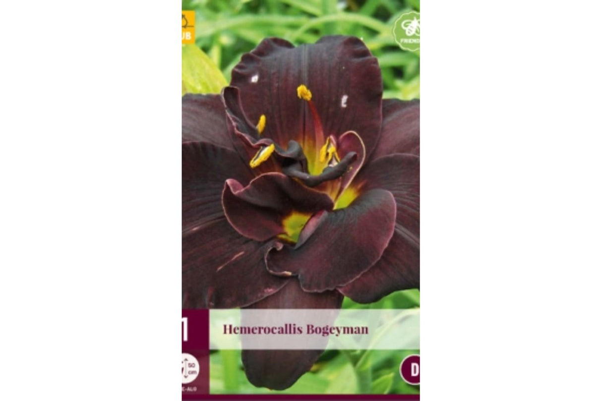 Daglilje (Hemerocallis) ‘Bogeyman’ | 1 barrotsstaude