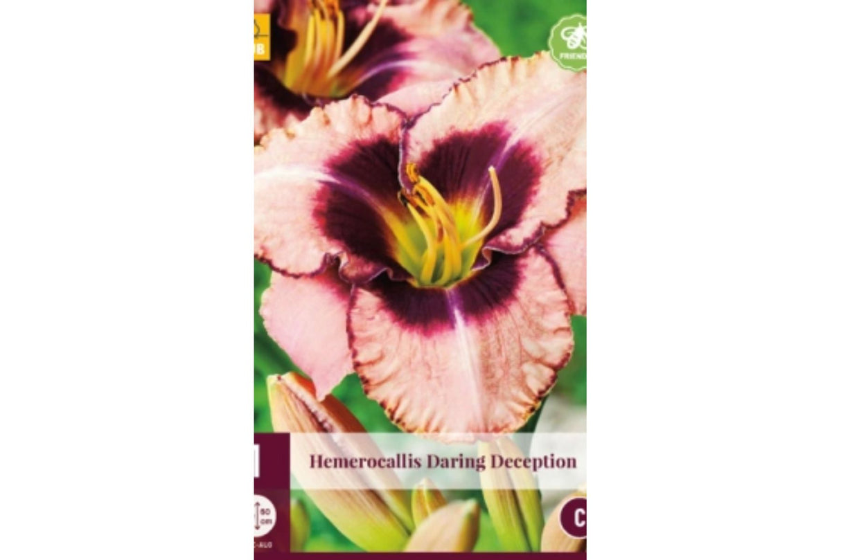 Daglilje (Hemerocallis) 'Daring Deception' | 1 barrotsstaude