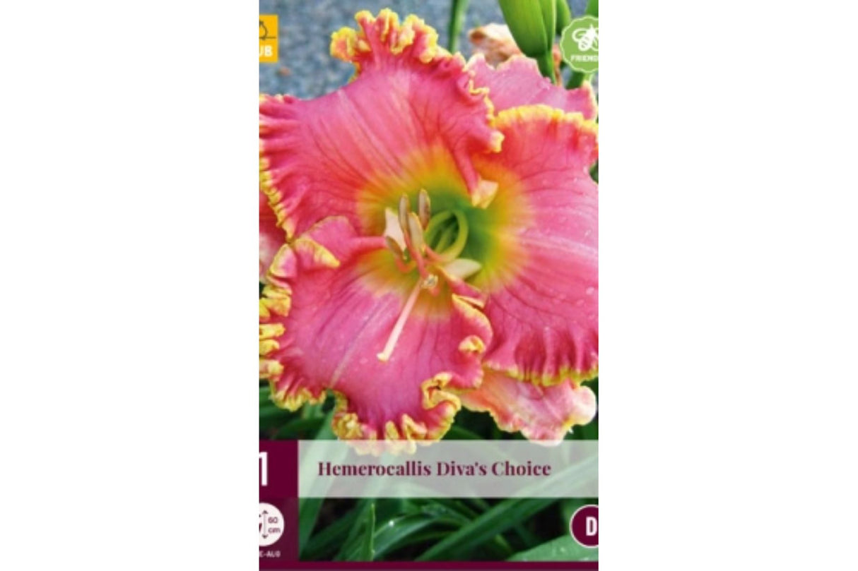 Daglilje (Hemerocallis) ‘Diva’s Choice’ | 1 barrotsstaude