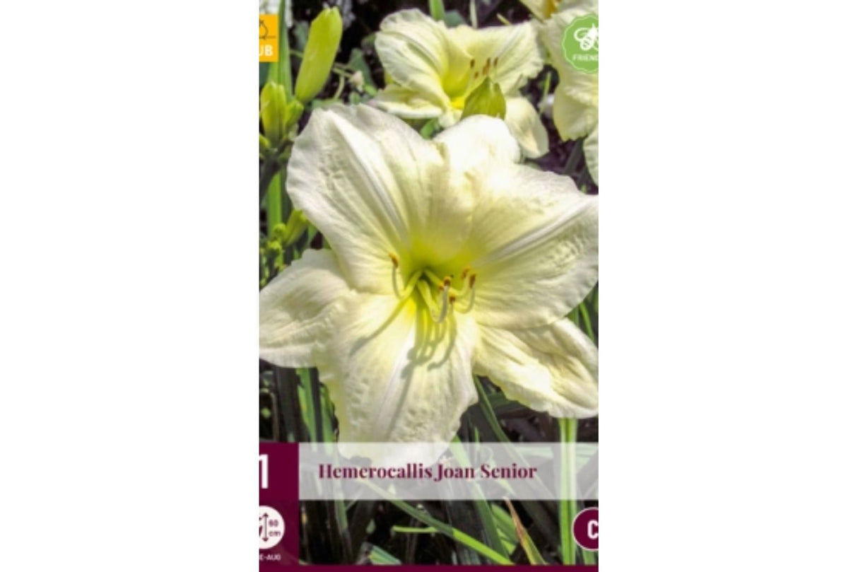 Daglilje (Hemerocallis) ‘Joan Senior’ | 1 barrotsstaude