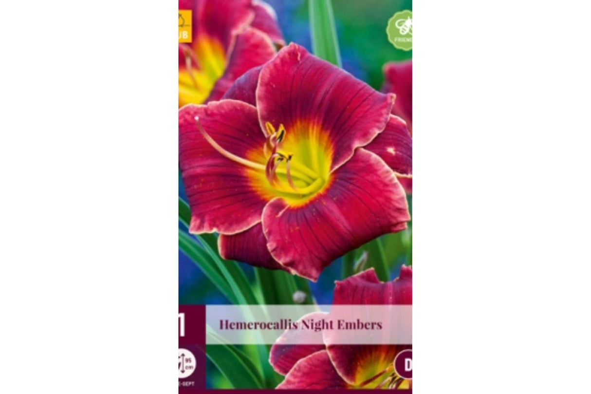 Daglilje (Hemerocallis) ‘Night Embers’ | 1 barrotsstaude