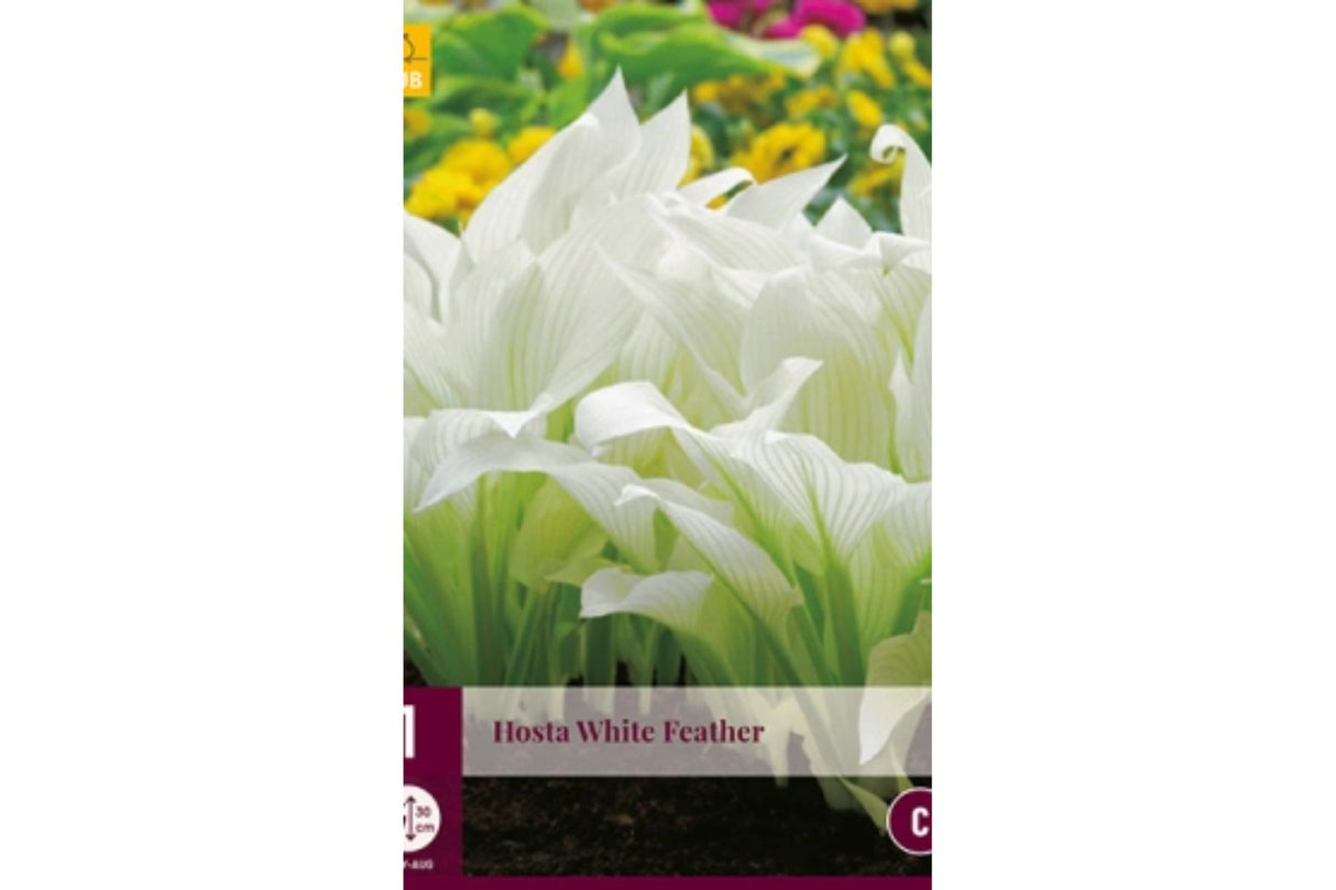 Bladlilje ‘Hosta White Feather’ | 1 barrotsstaude