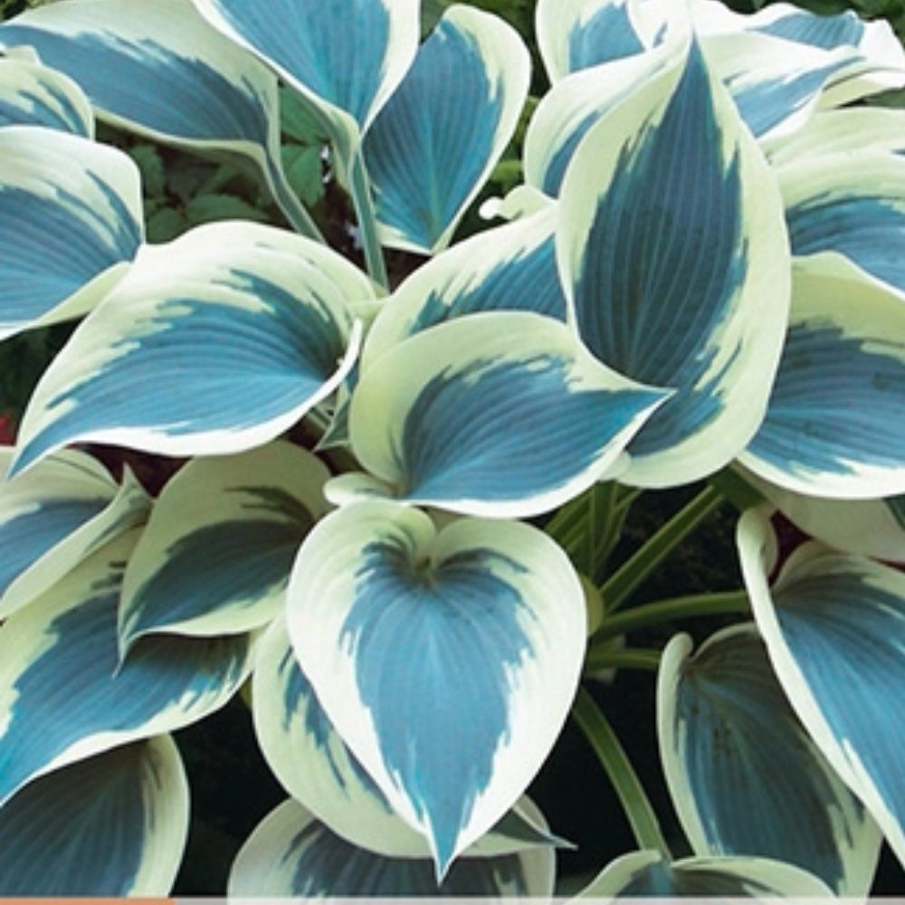 Hosta Blue Ivory gir kontrast og struktur i hagen
