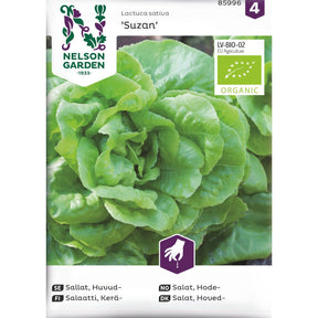 Økologisk hodesalat ‘Suzan’ med fast hode