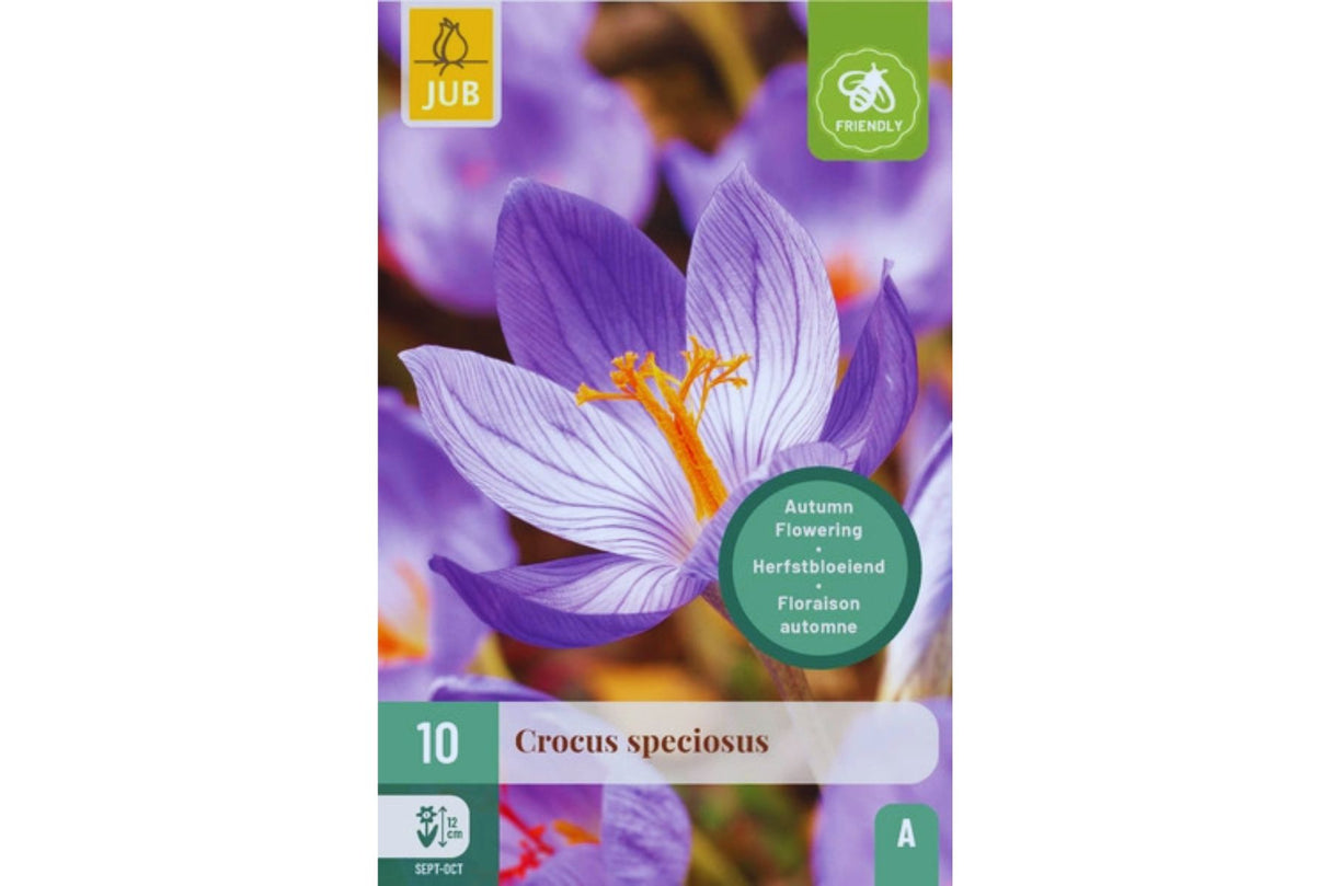 Høstkrokus (Crocus speciosus) – Lilla høstblomstring (10 blomsterløk)