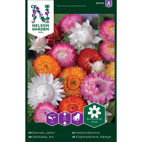 Høststråblomst med doble, fargerike blomster