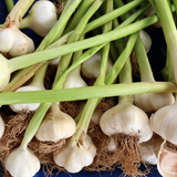 Hvitløk Aulxito – Tidlig hardneck-hvitløk med 15–20 store fedd og hvitt skall