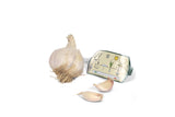 Hvitløk Lautrec – Sen hardneck-hvitløk med rosa fedd og hvitt skall